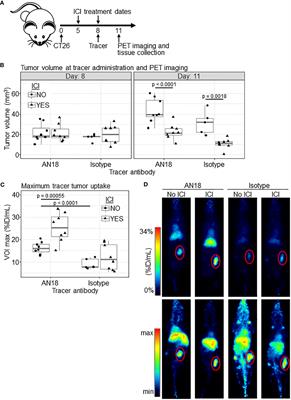 Interferon gamma immunoPET imaging to evaluate response to immune checkpoint inhibitors